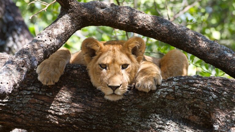 Lion-in-a-tree-in-Lake-Manyara-