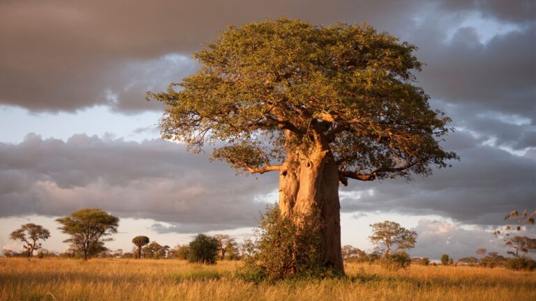 boabab-tarangire